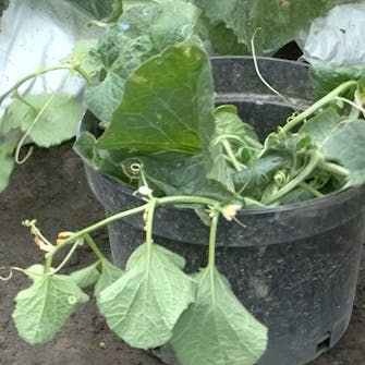 beskjæring av melon i drivhus beskjæring av melon i drivhus